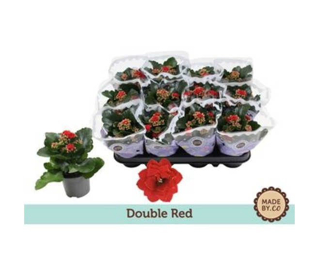 KALANCHOE FL DBLE ROUGE