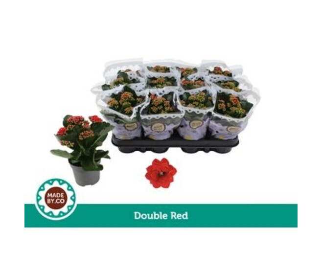 KALANCHOE FL DBLE ROUGE