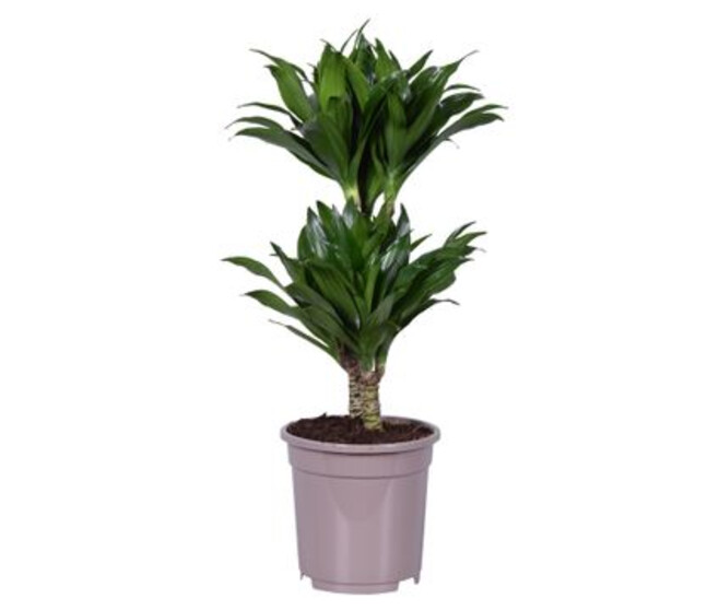 DRACAENA COMPACTA 30-10