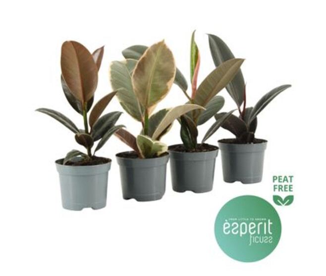 FICUS ELASTICA