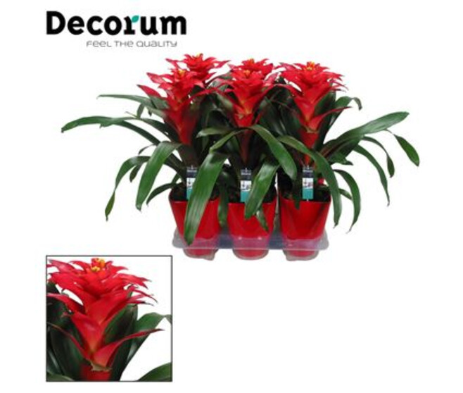 GUZMANIA OPTIMA ROUGE CERAM