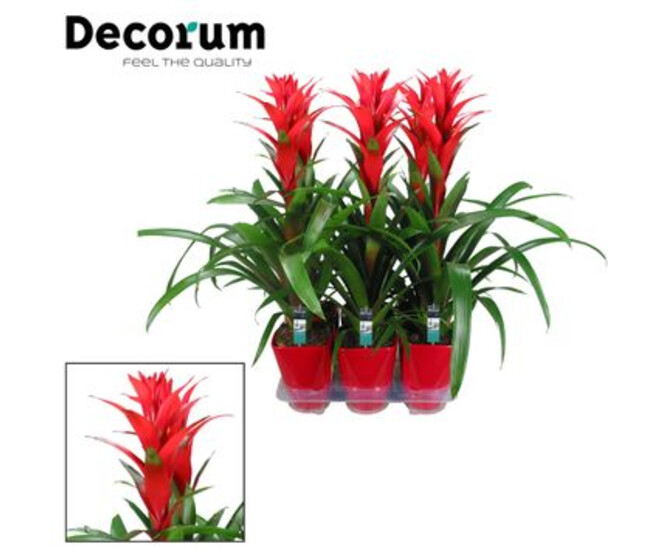 GUZMANIA OSTARA ROUGE CERAM