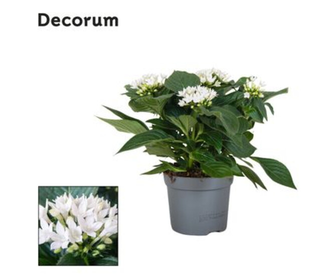 PENTAS STARCLUSTER BLANC