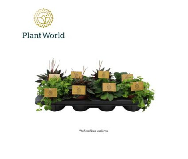 PEPEROMIA