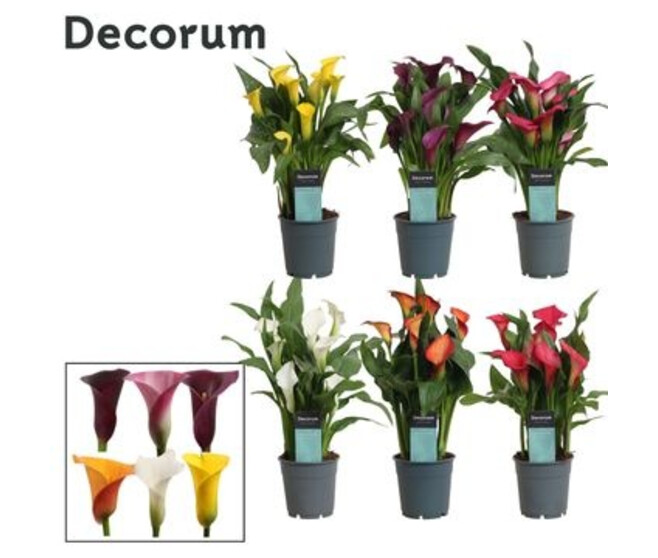 ARUM COULEUR