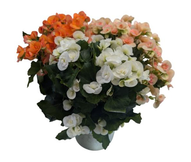BEGONIA RIEGGER