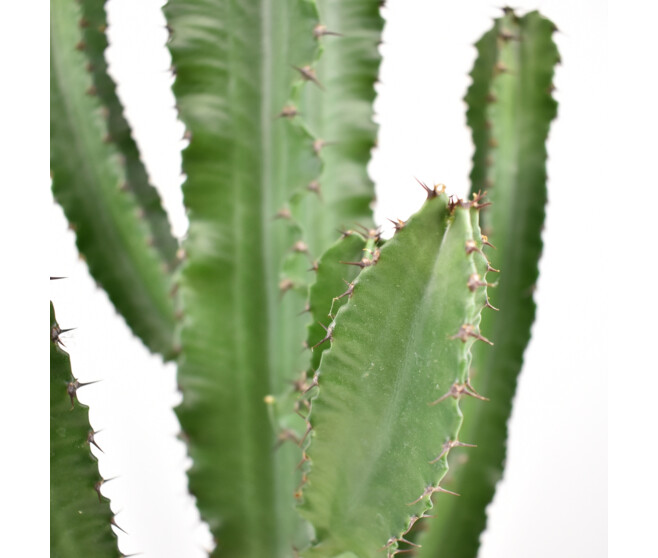 EUPHORBIA ERITREA