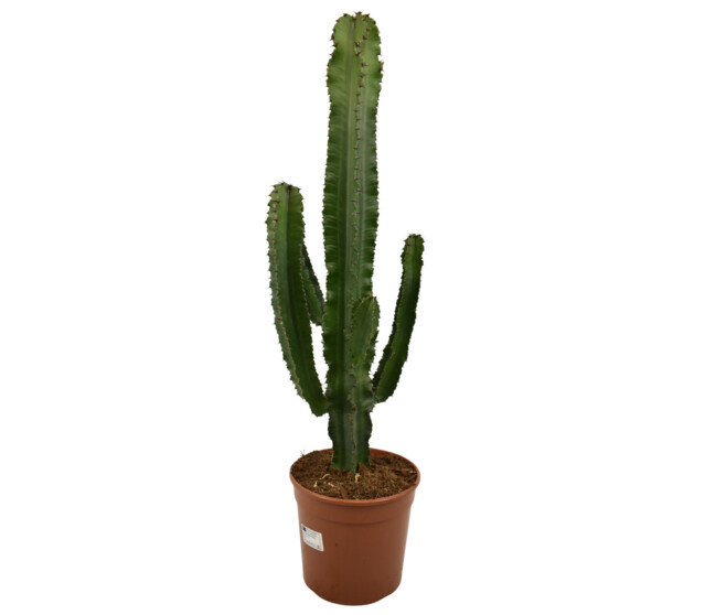 EUPHORBIA ERITREA