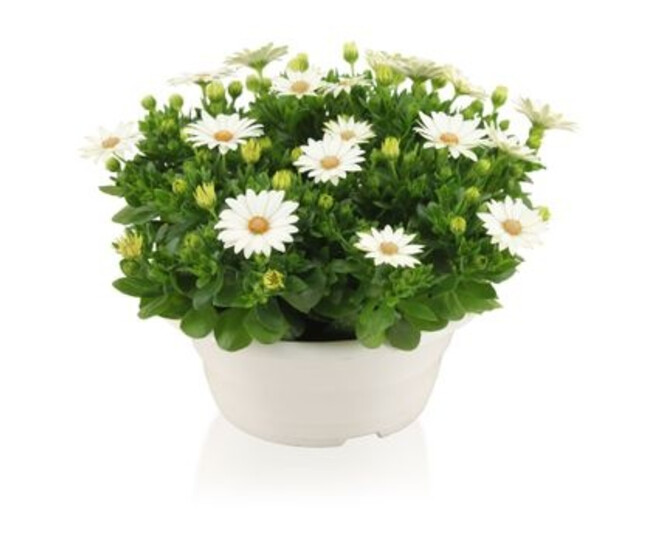 OSTEOSPERMUM BLANC COUPE