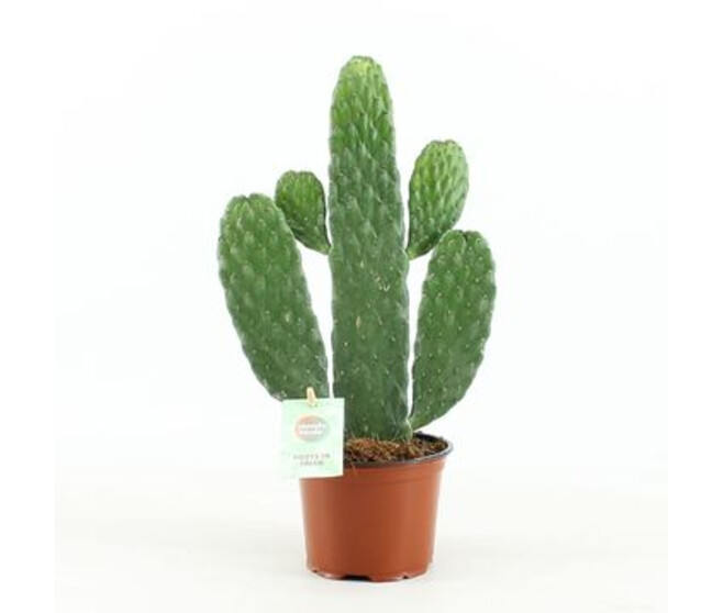 CACTUS OPUNTIA RUBESCENS
