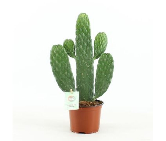 CACTUS OPUNTIA RUBESCENS