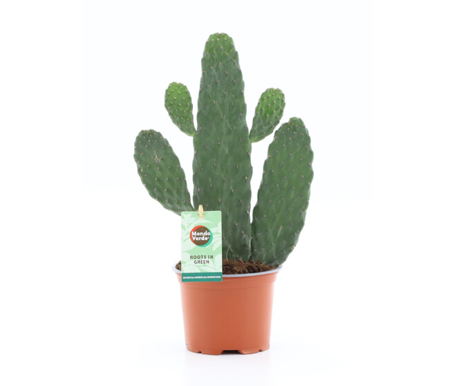 CACTUS OPUNTIA RUBESCENS