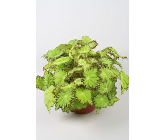 BEGONIA BELEAF LIMA LOVE