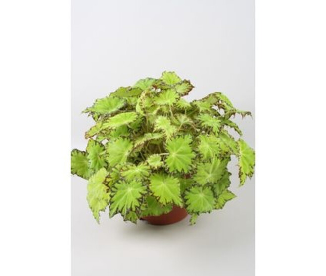 BEGONIA BELEAF LIMA LOVE