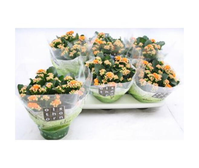 KALANCHOE FL DBLE ORANGE