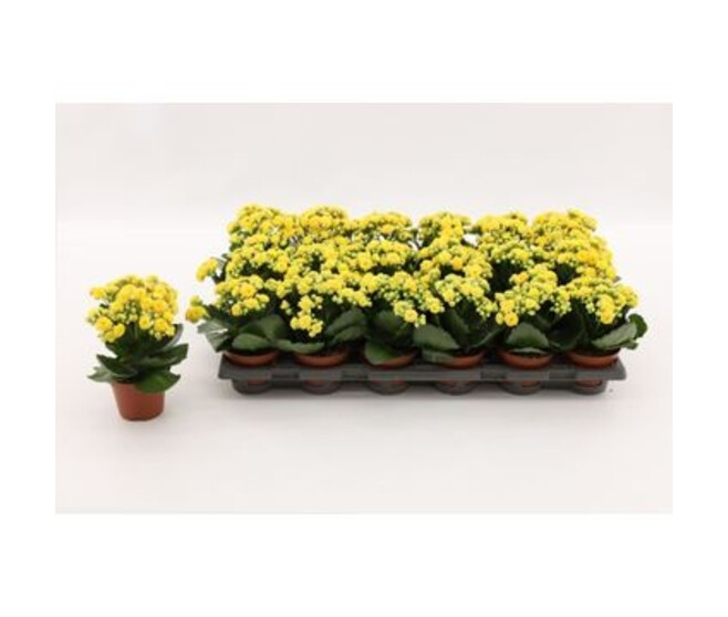 KALANCHOE FL DBLE JAUNE