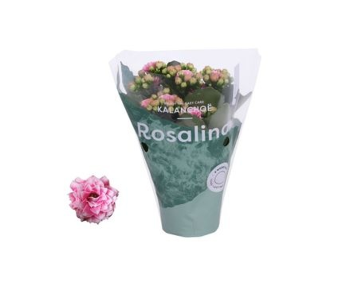 KALANCHOE FL DBLE ROSE BLANC