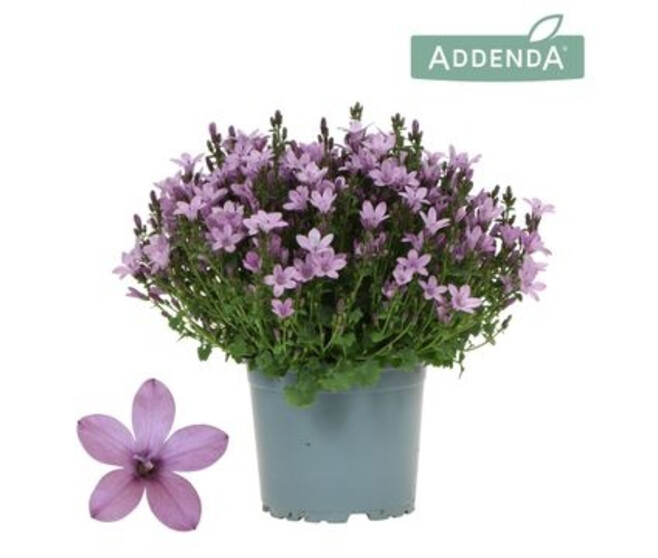 CAMPANULE AMBELLA ROSE