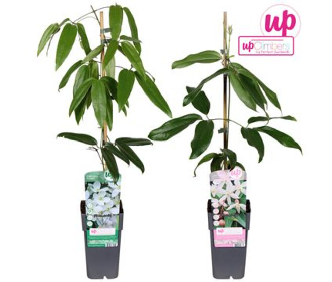 CLEMATITE EVERGREEN