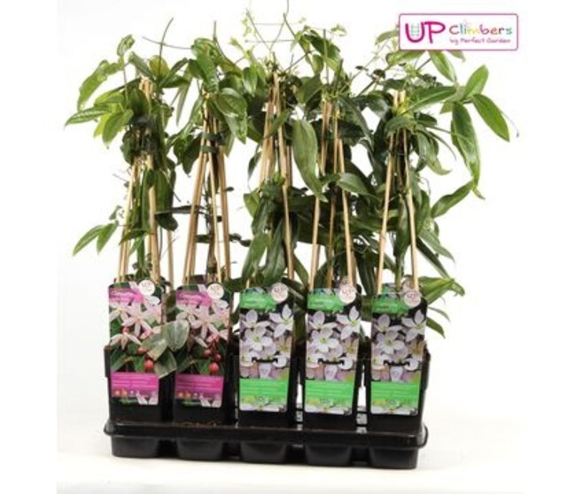 CLEMATITE EVERGREEN