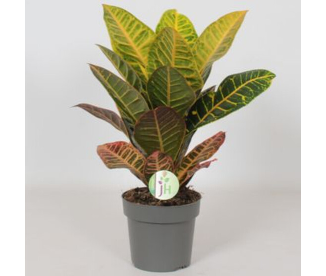 CROTON PETRA