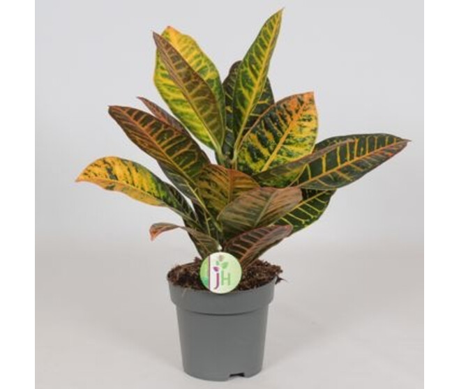 CROTON PETRA
