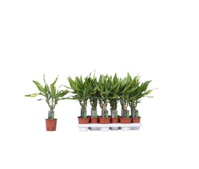 DRACAENA GOLDEN COAST TIGE