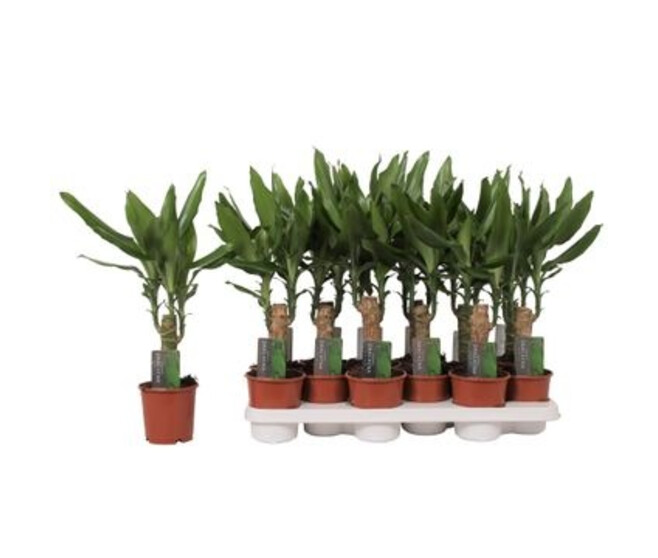 DRACAENA STEUDNERI TIGE