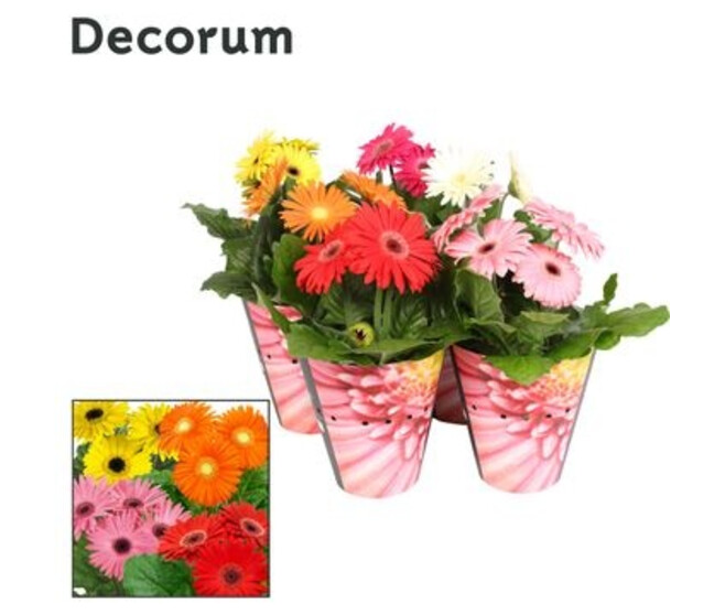 GERBERA VARIE