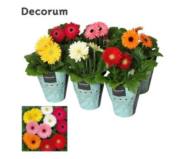 GERBERA VARIE