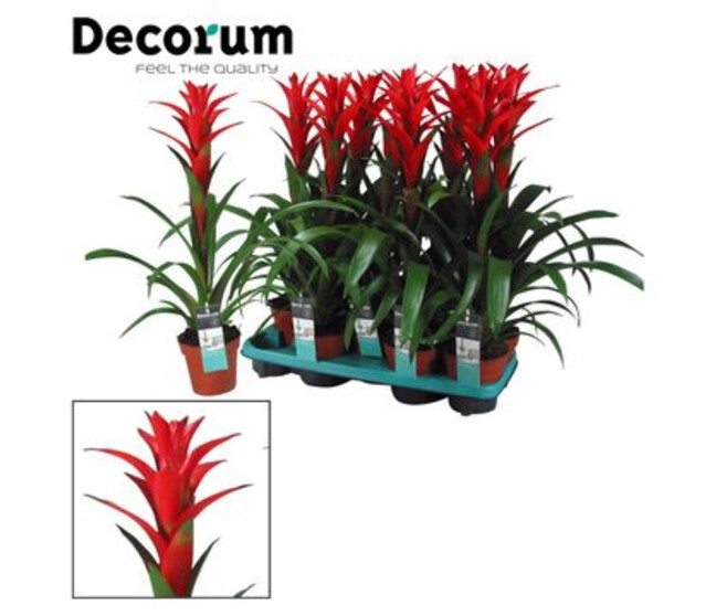 GUZMANIA OSTARA ROUGE