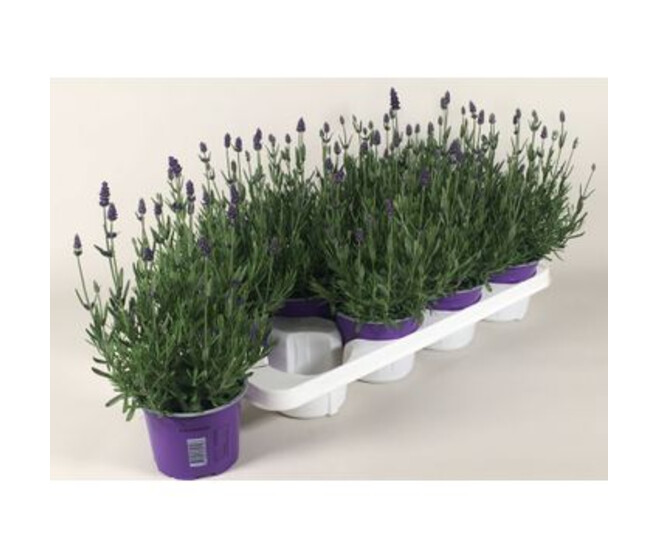 LAVANDE ESSENCE PURPLE