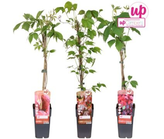 PARTHENOCISSUS VARIE
