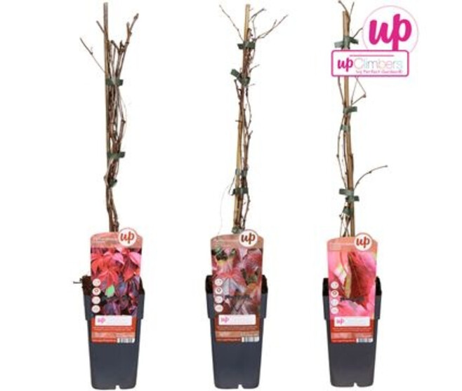 PARTHENOCISSUS VARIE