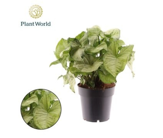 SYNGONIUM WHITE BUTTERFLY