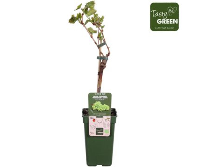 VITIS VIGNE LAKEMOUNT