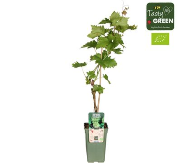 VITIS VIGNE LAKEMOUNT