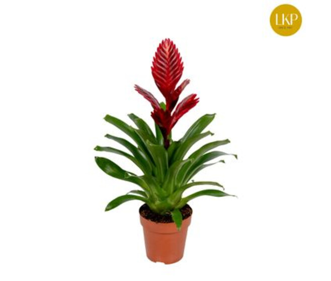 VRIESEA PORTO ROUGE