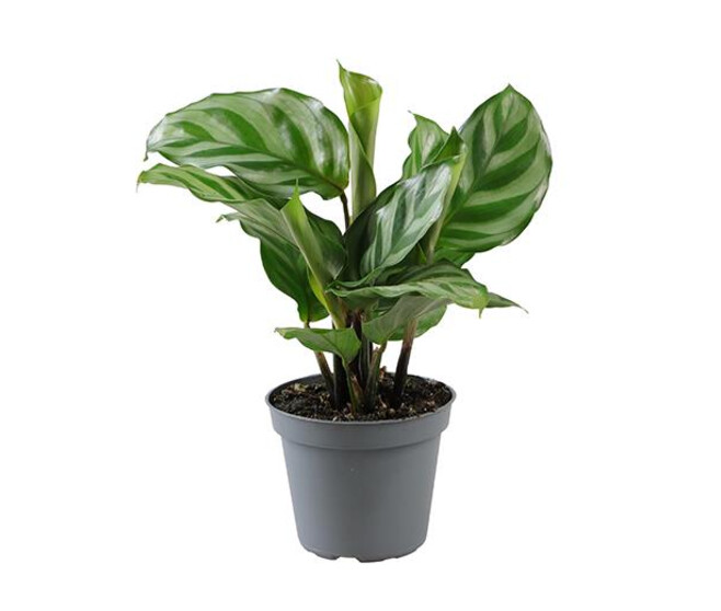 CALATHEA FREDDIE