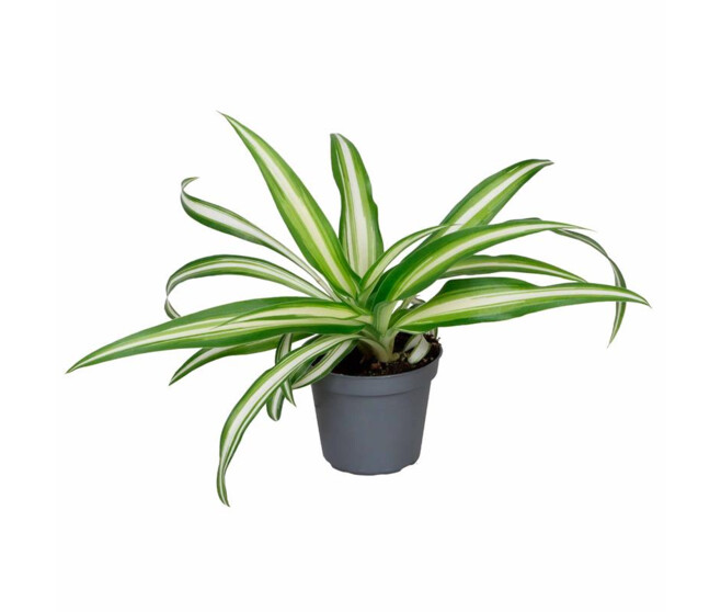 CHLOROPHYTUM COMOSUM