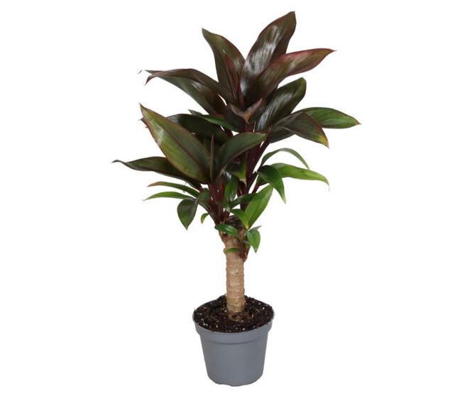 CORDYLINE FRUTICOSA TIGE