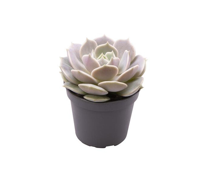 ECHEVERIA LOLA