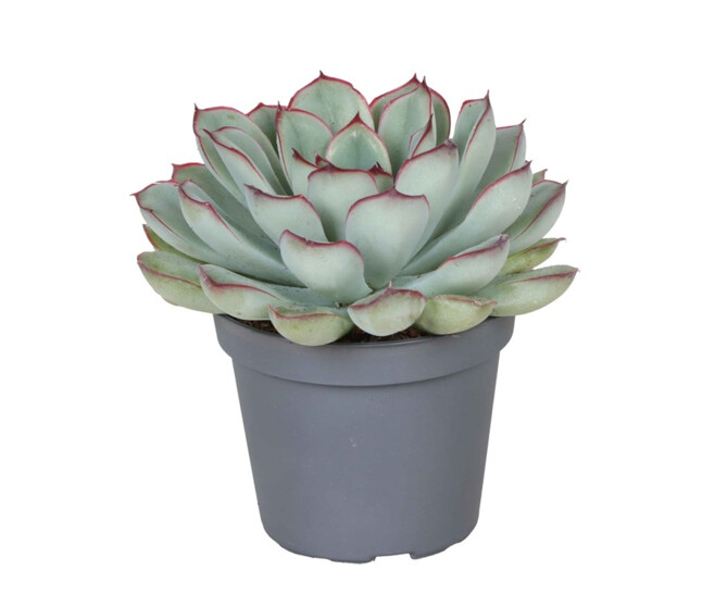 ECHEVERIA