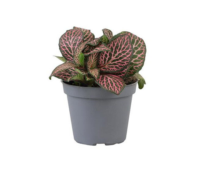 FITTONIA VERSCHAFFELTII ROSE