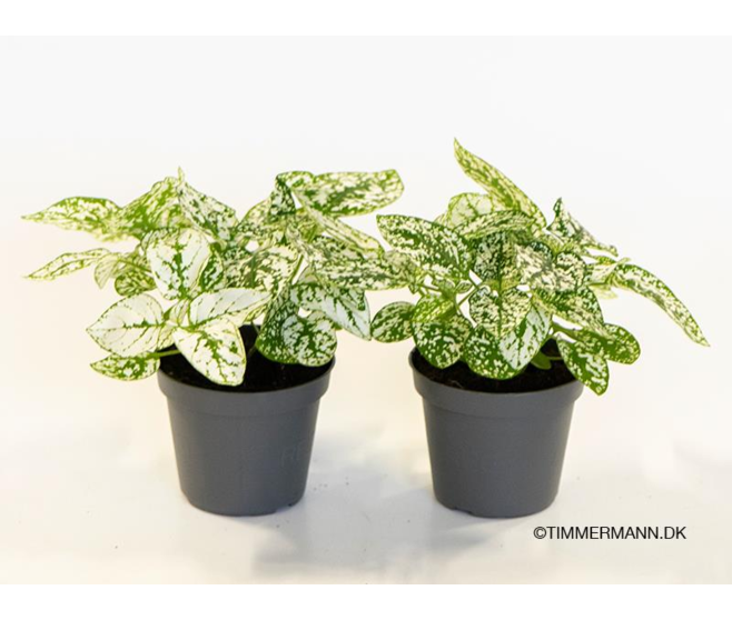 HYPOESTES BLANC