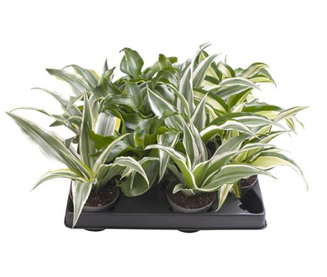 DRACAENA DRAGON TREE VARIES