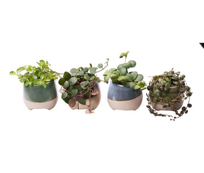 PEPEROMIA VARIES CERAM