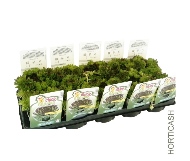 SEMPERVIVUM CHICK CHARMS APPLETINI