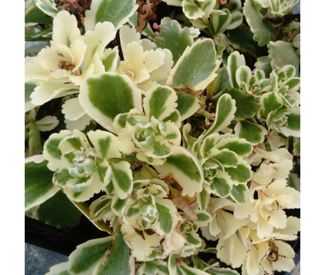 SEDUM TAKESIMENSE ATLANTIS