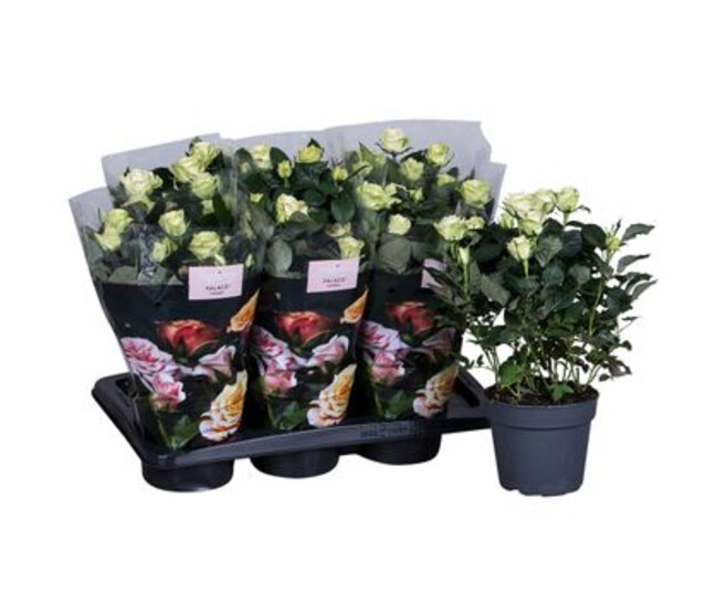 ROSIER PALACE BLANC